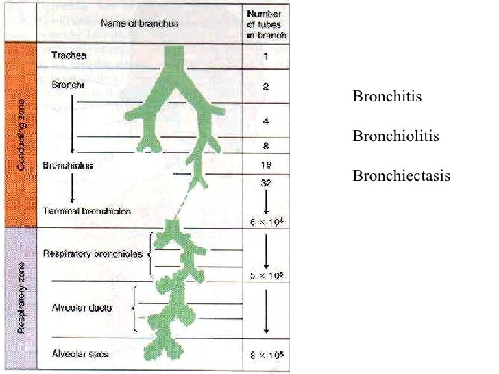 bronchitis contagious after 24 hours antibiotics