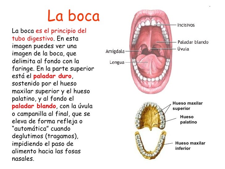 La boca