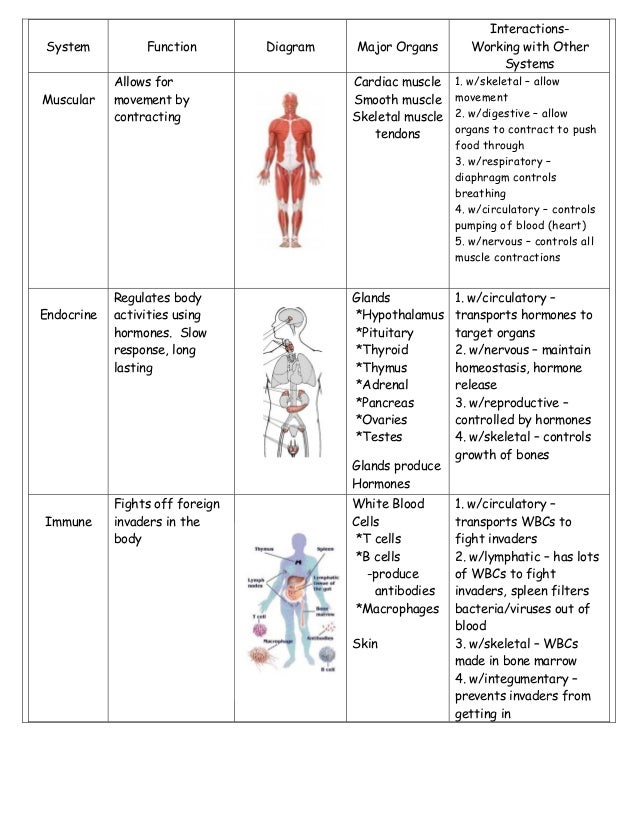 Body system-study-sheet