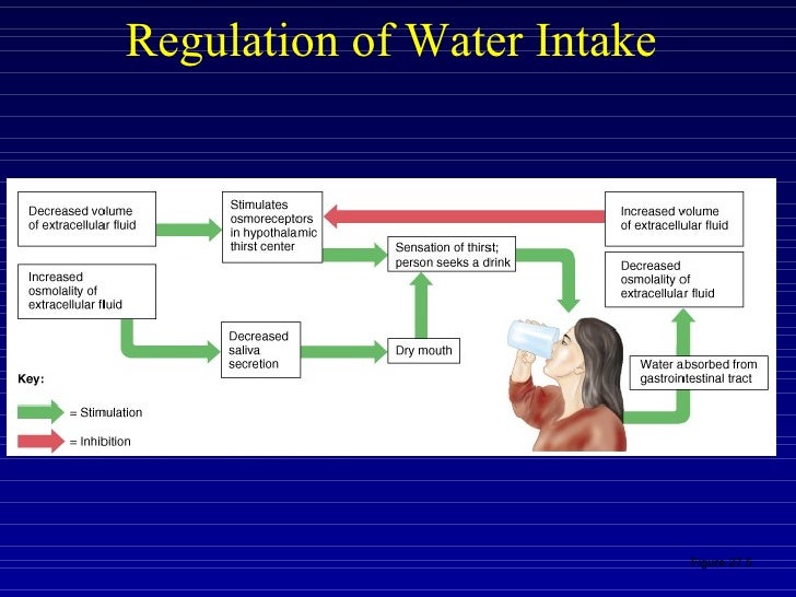 Regulation Of Water Intake 65