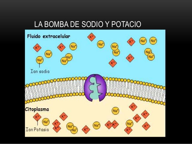 Bomba de sodio y potasio (2)