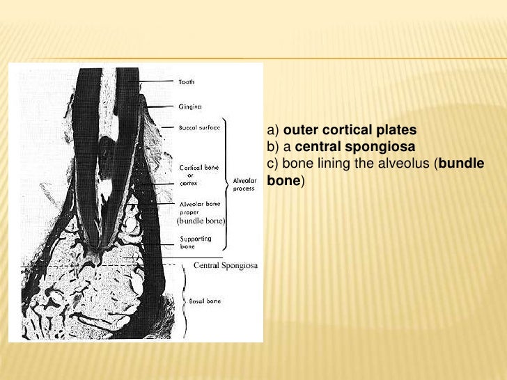 Alveolar Bone