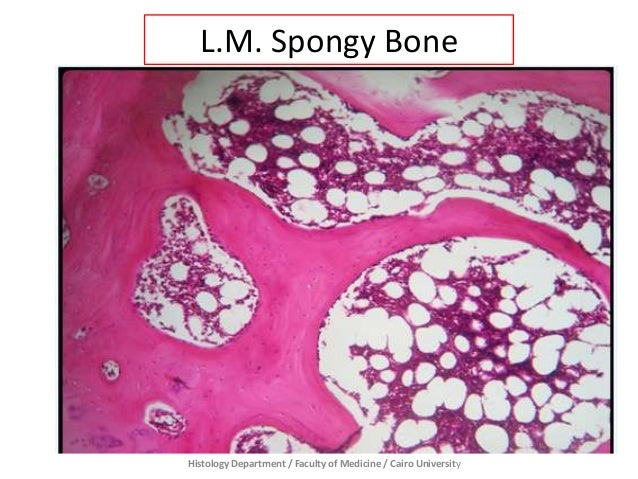 Bone - Prac. Histology