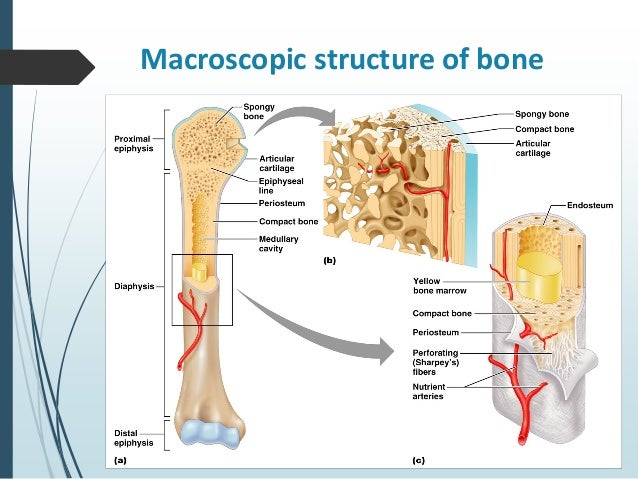 Bone Cancer