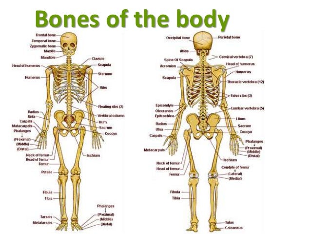 Bones