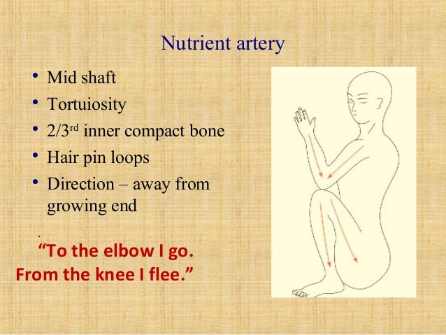 Bone structure and clinical importance