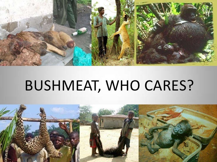 Bush Meat