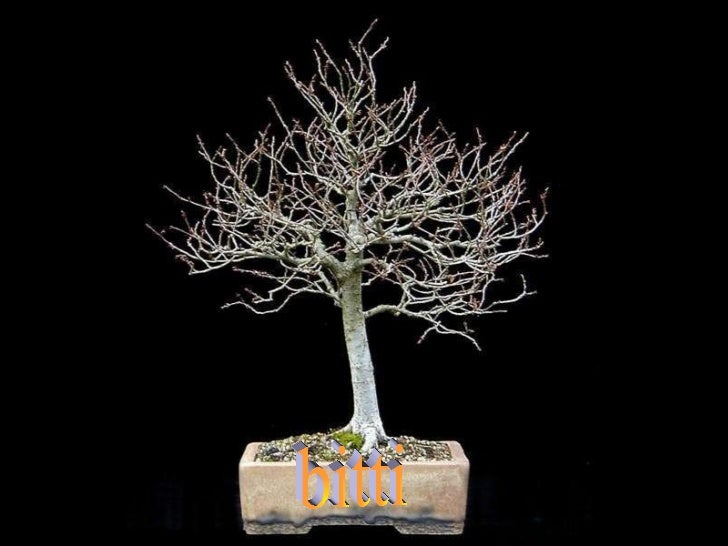 bonsai edith tiempo Read analysis on bonsai from the story philippine literature in english compilation of stories, midterms by paumarquina with 3,564 reads footnote edith tiempo starts out her poem by describing what she does with love. bonsai edith tiempo Read analysis on bonsai from the story philippine literature in english compilation of stories, midterms by paumarquina with 3,564 reads footnote edith tiempo starts out her poem by describing what she does with love.