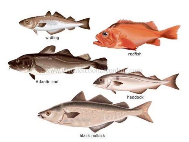 Class Osteichthyes (Bony Fishes)
