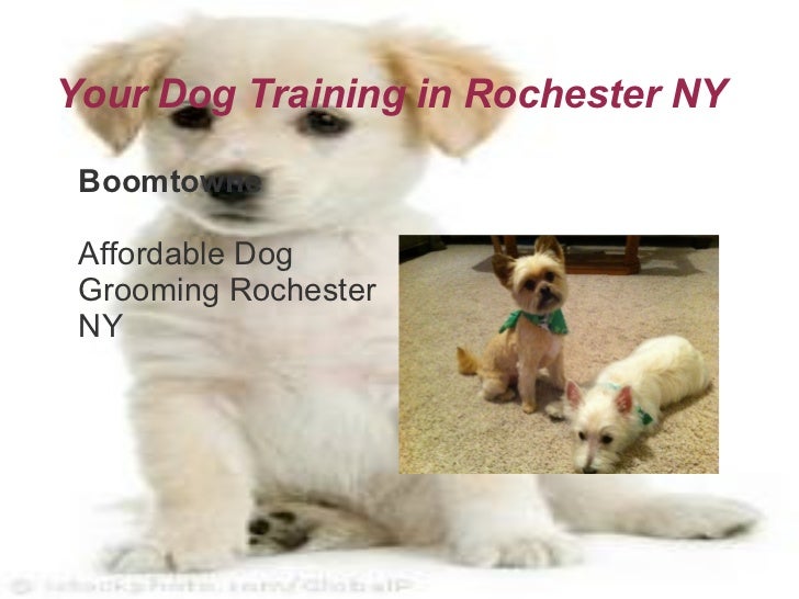 Forceful Dog Training Forceful Dog Training
