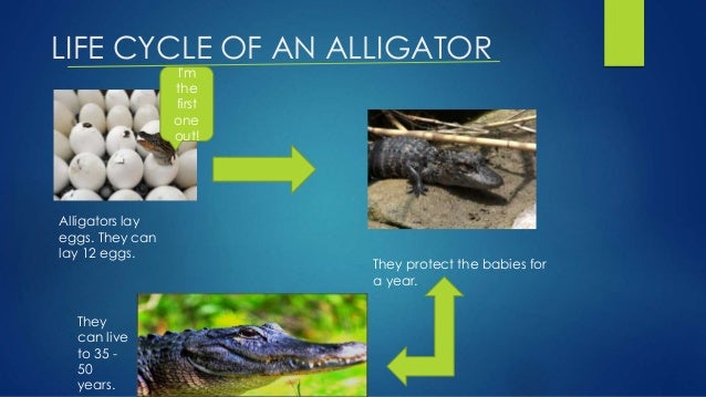 [DIAGRAM] Diagram Of Life Cycle Of Freshwater Crocodile - MYDIAGRAM.ONLINE