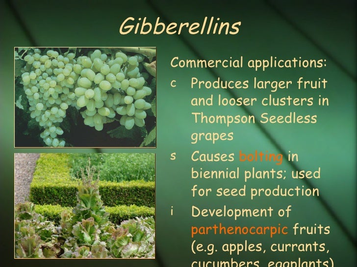 Gibberellins Example The Hippest Galleries!