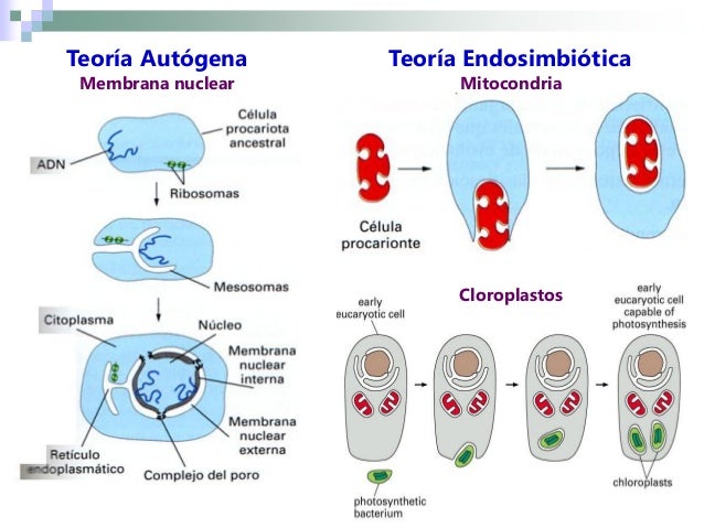 Teoria autogena_teoria_online