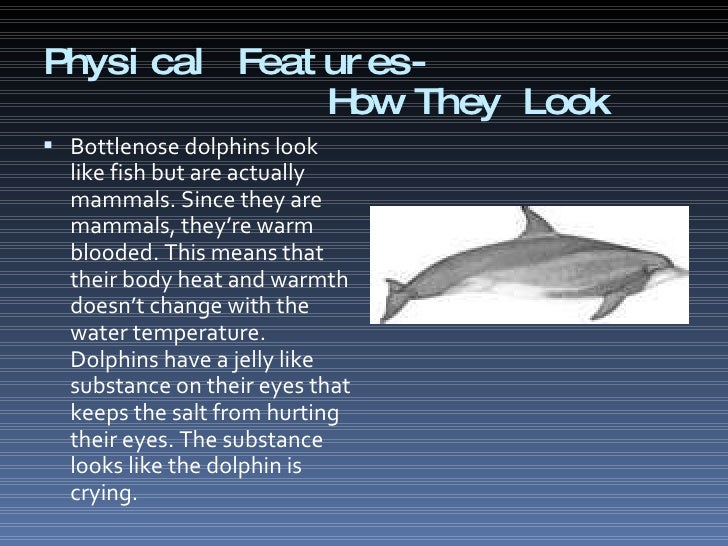 Bottlenose Dolphin Libby