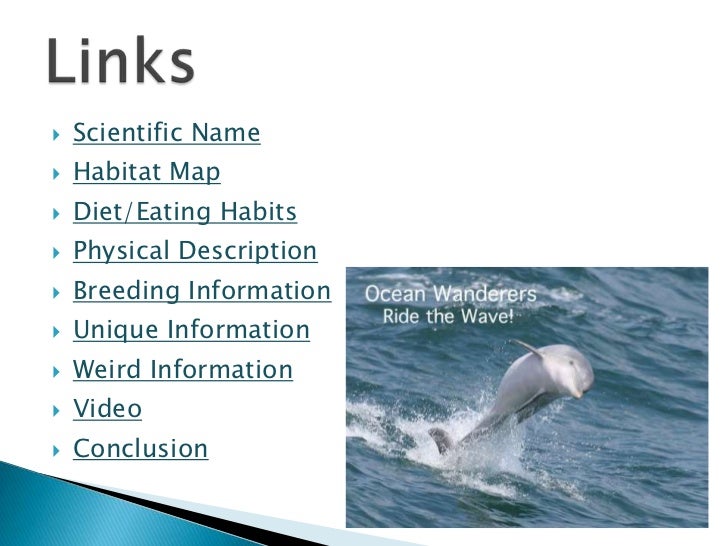Fraser S Dolphin Diet And Habitat