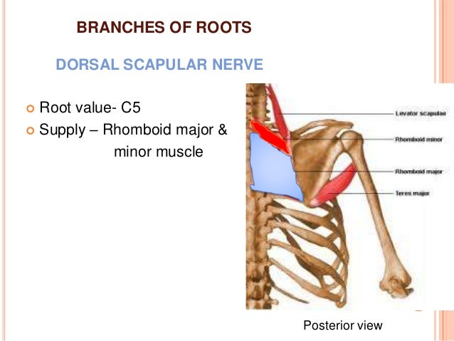 Brachaial Plexus Injury