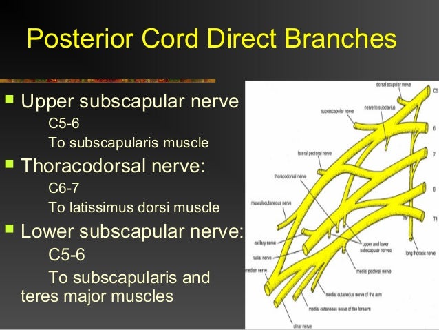 Brachial plexus - Made so Easy