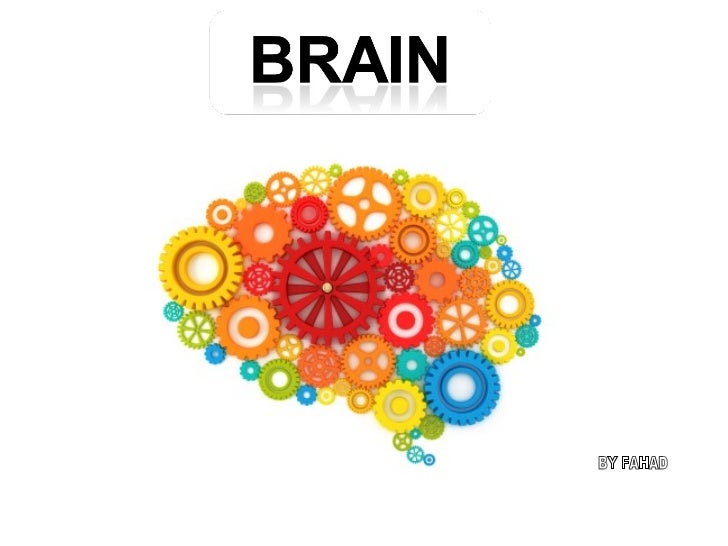 See What does your brain look like