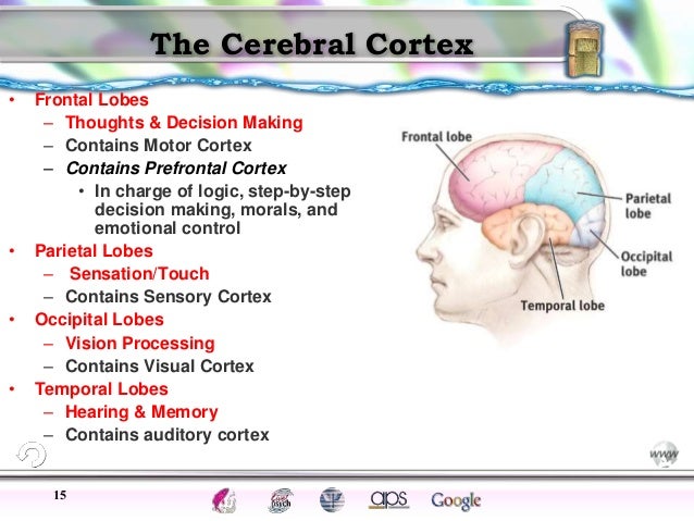 Brain parts near pod session