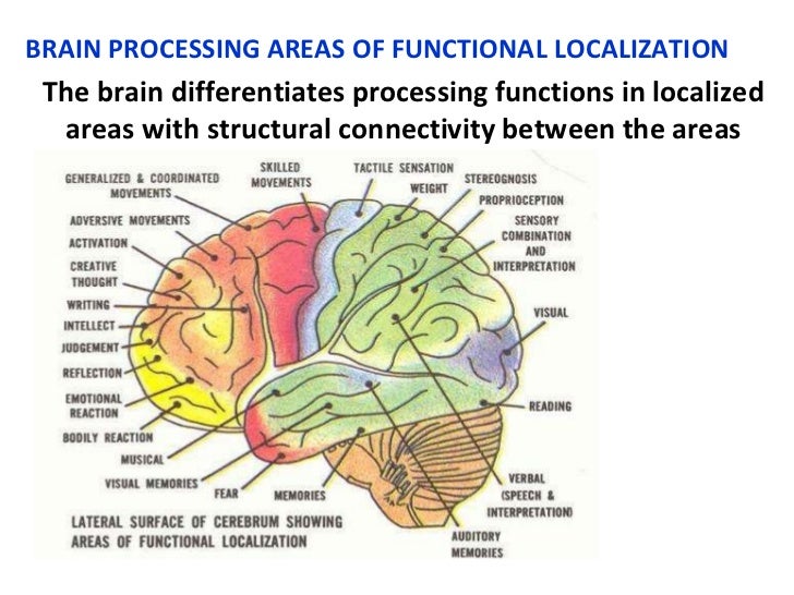 parts of the brain and their Start studying parts of the brain and their functions learn vocabulary, terms, and more with flashcards, games, and other study tools. parts of the brain and their Start studying parts of the brain and their functions learn vocabulary, terms, and more with flashcards, games, and other study tools.