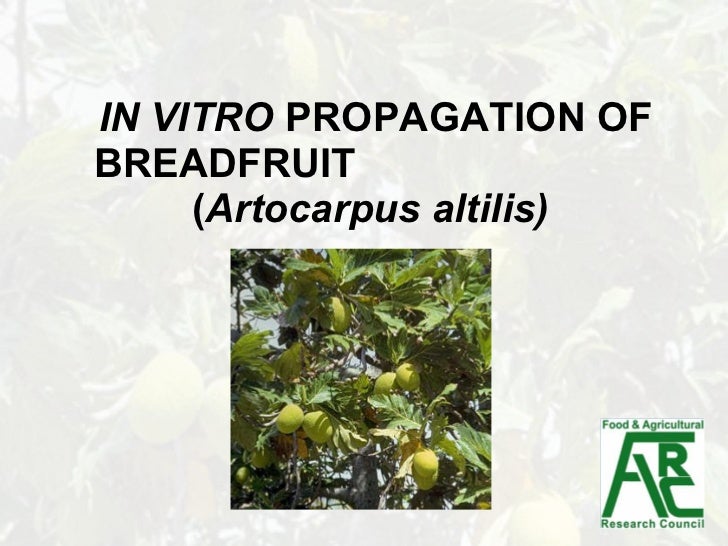 Aer Lingus A330 wet takeoffs (Dublin) - YouTube IN VITRO PROPAGATION OF BREADFRUIT ( Artocarpus altilis)