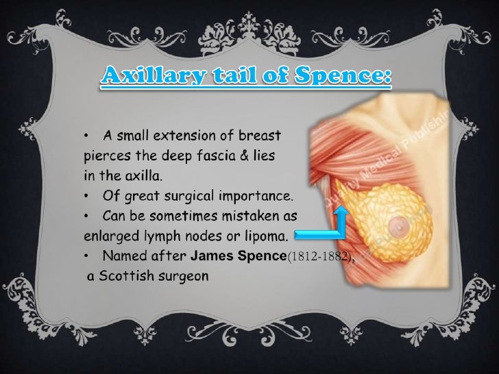 Breast anatomy