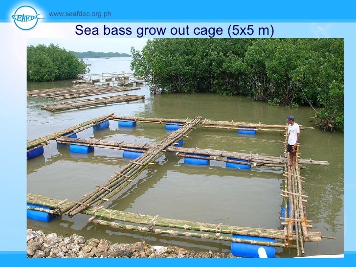 Breeding And Culture Of Seabass And Siganids