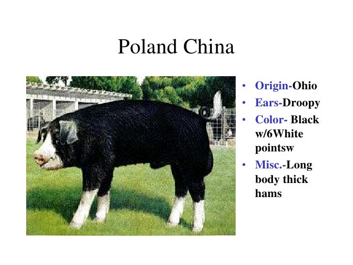 Breeds Of Swine