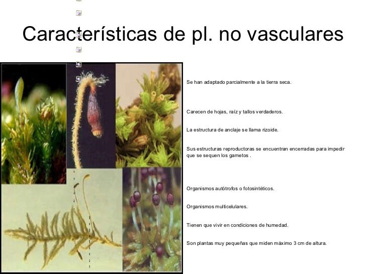 de desecación requieren de agua para poder reproducirse li ul de desecación requieren de agua para poder reproducirse li ul