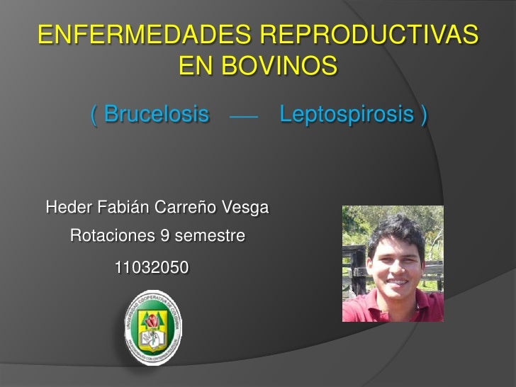 LEPTOSPIROSIS EN BOVINO leptospirosis en bovino: