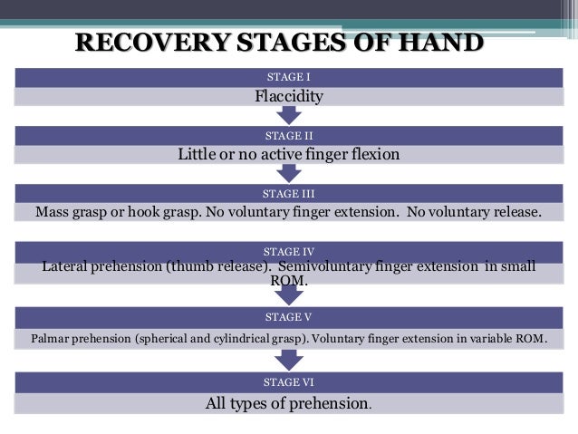 Brunnstrom Stages Of Recovery Chart Pdf