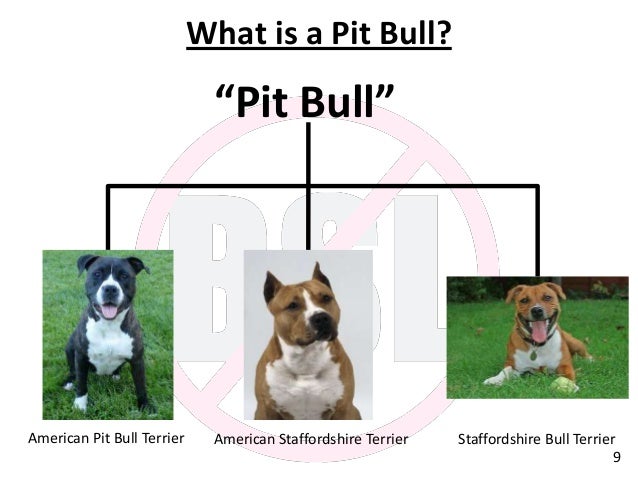 Breed Specific Legislation Breed Specific Legislation