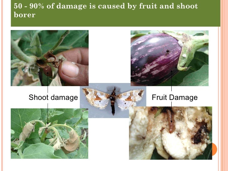 thesis on brinjal fruit and shoot borer Eggplant fruit and shoot borer (efsb), leucinodes orbonalis, is the most damaging pest of eggplant in south and southeast asia its lar-vae feed inside eggplant fruit, making the fruit. thesis on brinjal fruit and shoot borer Eggplant fruit and shoot borer (efsb), leucinodes orbonalis, is the most damaging pest of eggplant in south and southeast asia its lar-vae feed inside eggplant fruit, making the fruit.