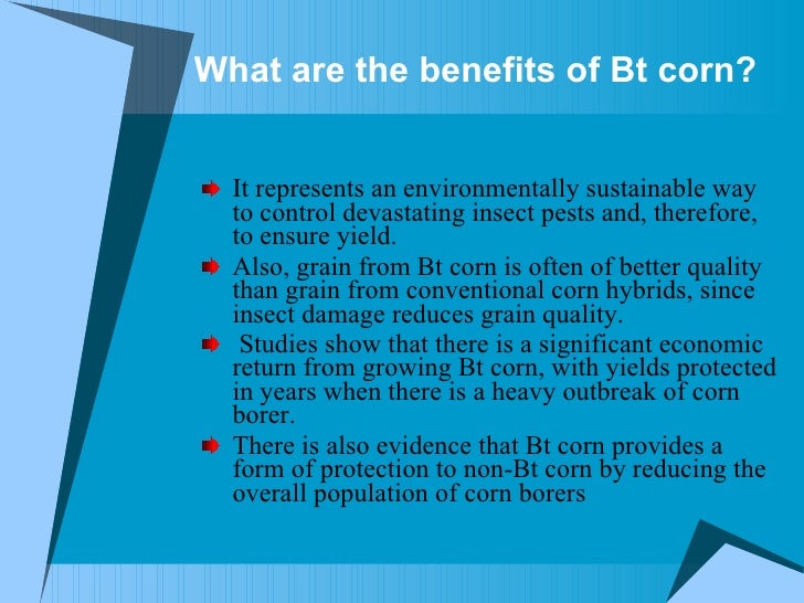 Bt corn