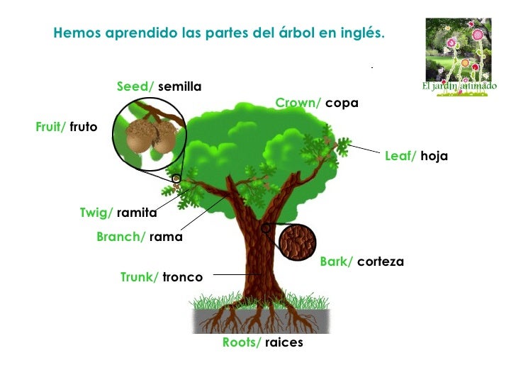 Partes del arbol en inglés Imagui