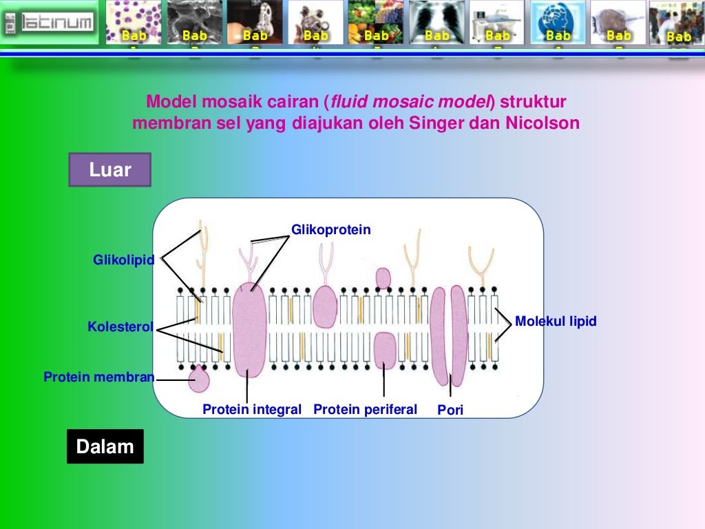 Bab
1
Bab
2
Bab
3
Bab
4
Bab
5
Bab
6
Bab
7
Bab
8
Bab
9
Bab
10
Model mosaik cairan (fluid mosaic model) ...