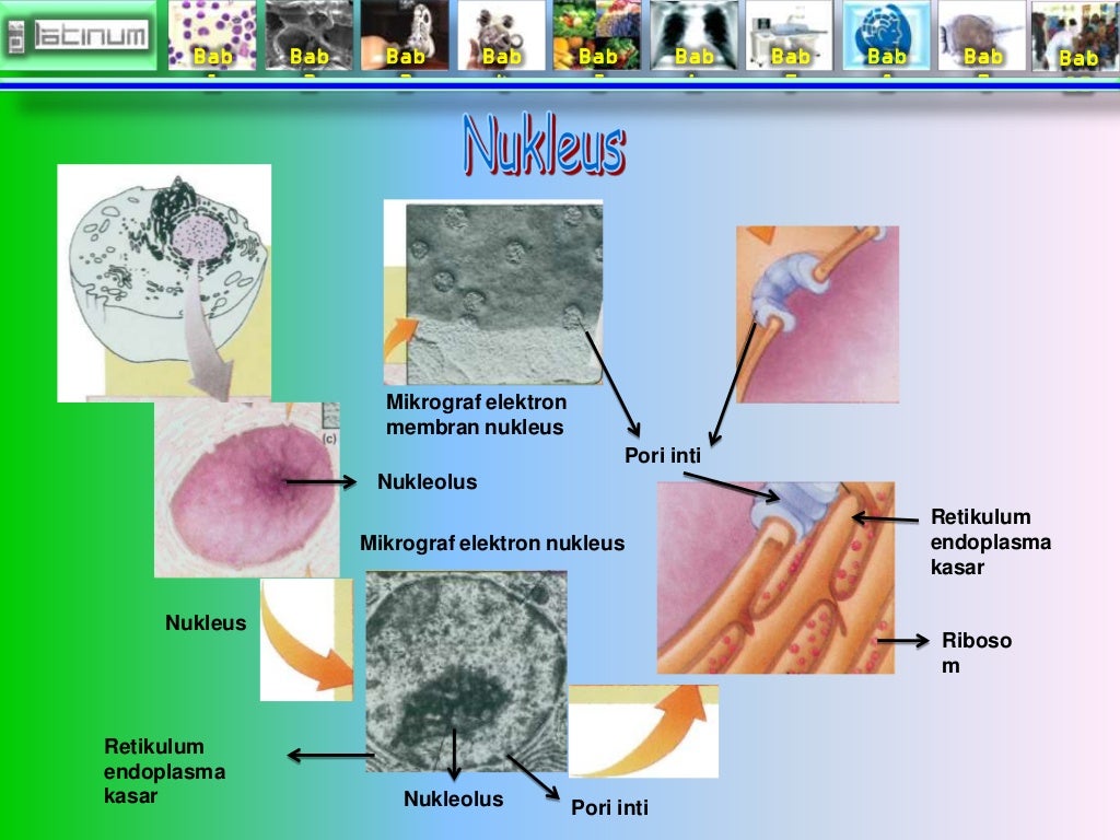 Bab 
1 
Bab 
2 
Bab 
3 
Bab 
4 
Bab 
5 
Bab 
6 
Bab 
7 
Bab 
8 
Bab 
9 
Bab 
10 
Nukleus 
Mikrograf elektron 
membran nukl...