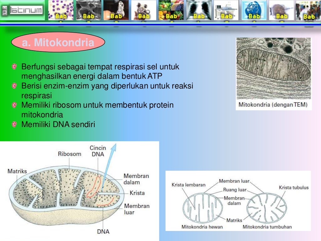 Bab 
1 
Bab 
2 
Bab 
3 
Bab 
4 
Bab 
5 
Bab 
6 
Bab 
7 
Bab 
8 
Bab 
9 
Bab 
10 
a. Mitokondria 
Berfungsi sebagai tempat ...