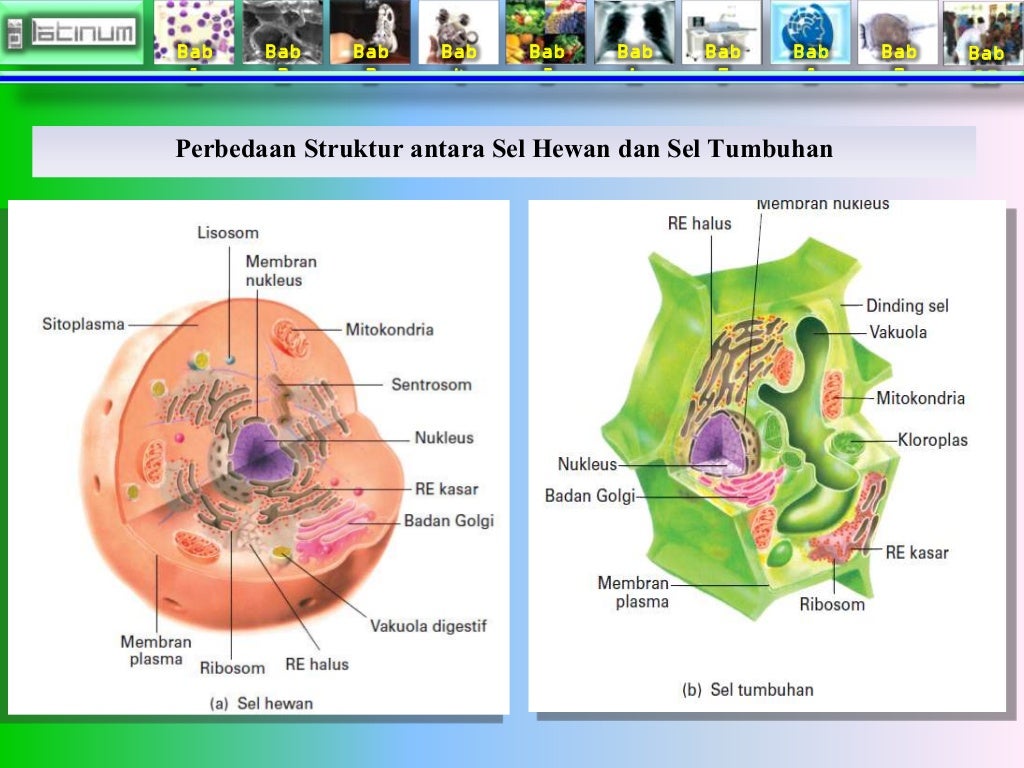 Bab 
1 
Bab 
2 
Bab 
3 
Bab 
4 
Bab 
5 
Bab 
6 
Bab 
7 
Bab 
8 
Bab 
9 
Bab 
10 
Perbedaan Struktur antara Sel Hewan dan S...