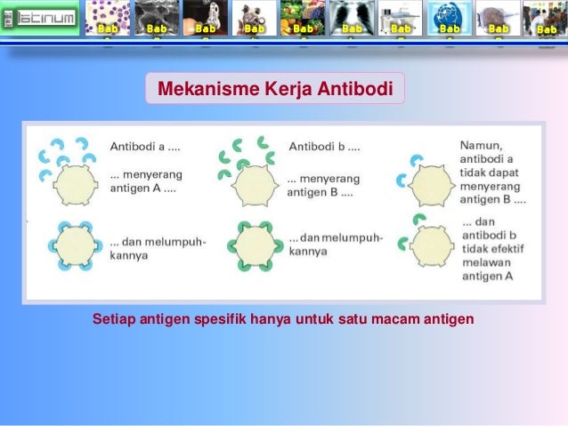 Bab 
1 
Bab 
2 
Bab 
3 
Bab 
4 
Bab 
5 
Bab 
6 
Bab 
7 
Bab 
8 
Bab 
9 
Bab 
10 
Mekanisme Kerja Antibodi 
Setiap antigen ...