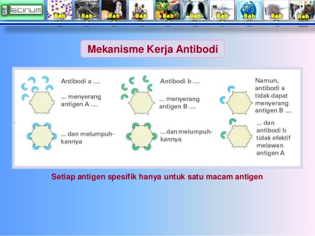 Bab
1
Bab
2
Bab
3
Bab
4
Bab
5
Bab
6
Bab
7
Bab
8
Bab
9
Bab
10
Mekanisme Kerja Antibodi
Setiap antigen ...