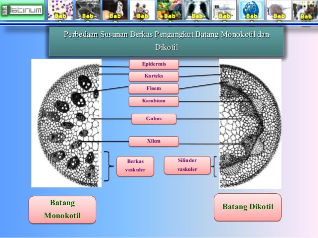 Bab
1
Bab
2
Bab
3
Bab
4
Bab
5
Bab
6
Bab
7
Bab
8
Bab
9
Bab
10
Perbedaan Susunan Berkas Pengangkut Batan...