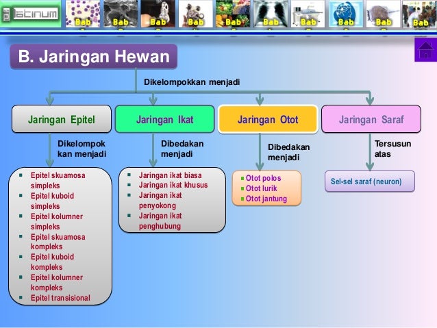 Bab
1
Bab
2
Bab
3
Bab
4
Bab
5
Bab
6
Bab
7
Bab
8
Bab
9
Bab
10
Jaringan Epitel Jaringan Ikat Jaringan Ot...