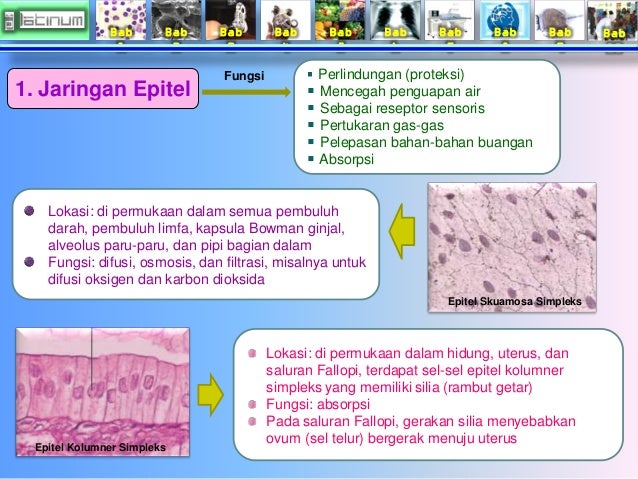 Bab
1
Bab
2
Bab
3
Bab
4
Bab
5
Bab
6
Bab
7
Bab
8
Bab
9
Bab
10
Fungsi Perlindungan (proteksi)
Mencegah ...