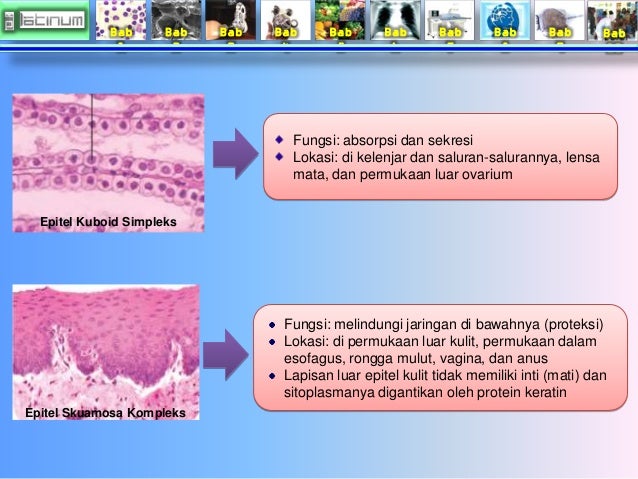 Bab
1
Bab
2
Bab
3
Bab
4
Bab
5
Bab
6
Bab
7
Bab
8
Bab
9
Bab
10
Epitel Kuboid Simpleks
Epitel Skuamosa K...