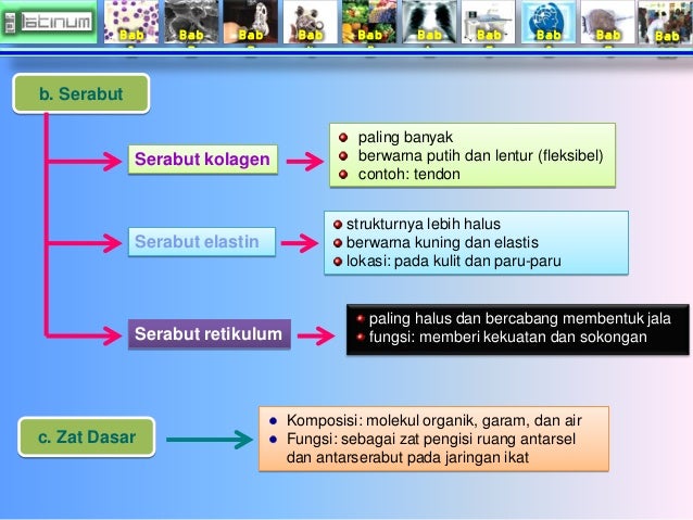 Bab
1
Bab
2
Bab
3
Bab
4
Bab
5
Bab
6
Bab
7
Bab
8
Bab
9
Bab
10
b. Serabut
Serabut retikulum
paling ban...