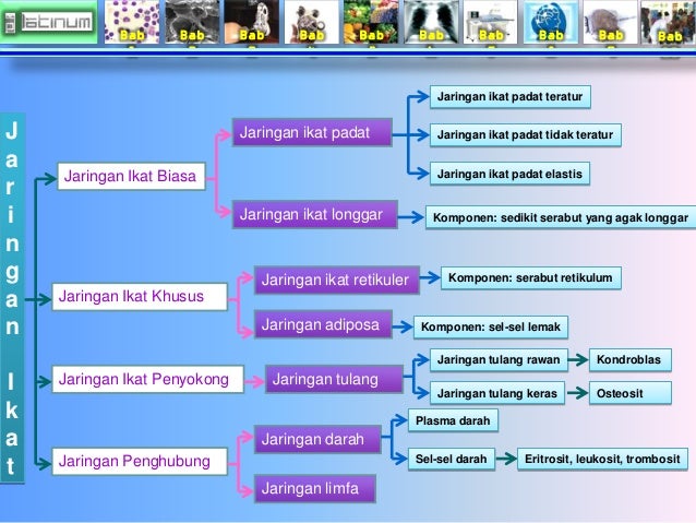 Bab
1
Bab
2
Bab
3
Bab
4
Bab
5
Bab
6
Bab
7
Bab
8
Bab
9
Bab
10
Jaringan Ikat Biasa
Jaringan Ikat Khusus...