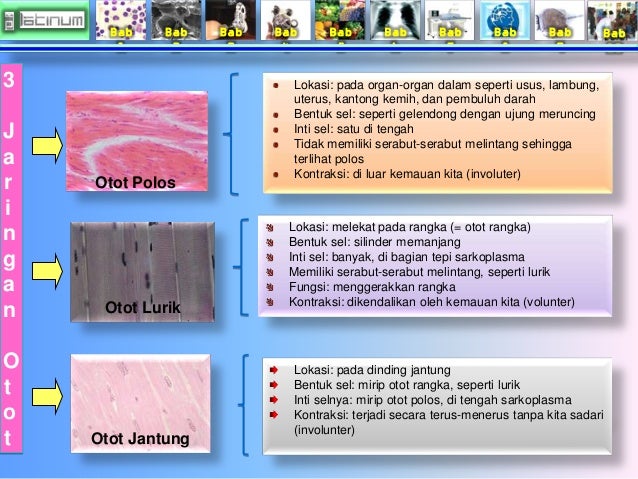 Bab
1
Bab
2
Bab
3
Bab
4
Bab
5
Bab
6
Bab
7
Bab
8
Bab
9
Bab
10
Lokasi: pada organ-organ dalam seperti us...