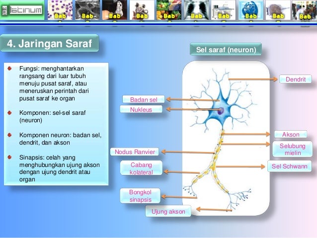 Bab 
1 
Bab 
2 
Bab 
3 
Bab 
4 
Bab 
5 
Bab 
6 
Bab 
7 
Bab 
8 
Bab 
9 
Bab 
10 
4. Jaringan Saraf 
Badan sel 
Ujung akson...