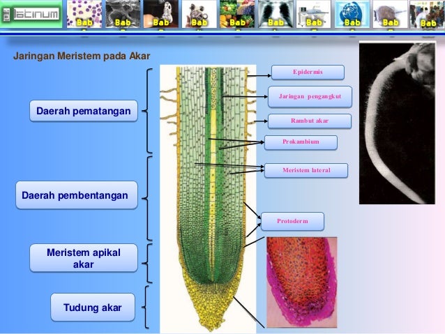 Bab
1
Bab
2
Bab
3
Bab
4
Bab
5
Bab
6
Bab
7
Bab
8
Bab
9
Bab
10
Daerah pematangan
Daerah pembentangan
M...